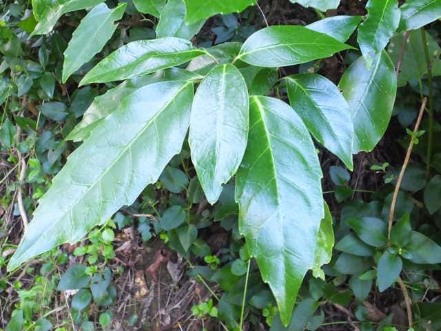 �i���S�N�A�I�L