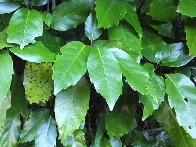 �i���S�N�A�I�L