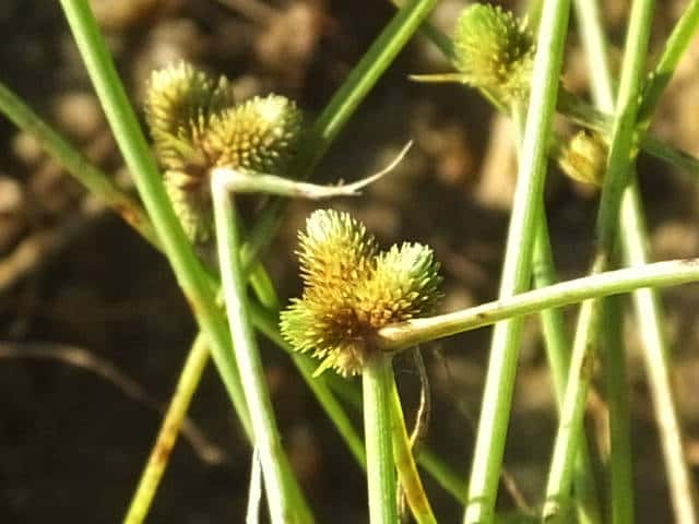 �q���W�K���c��