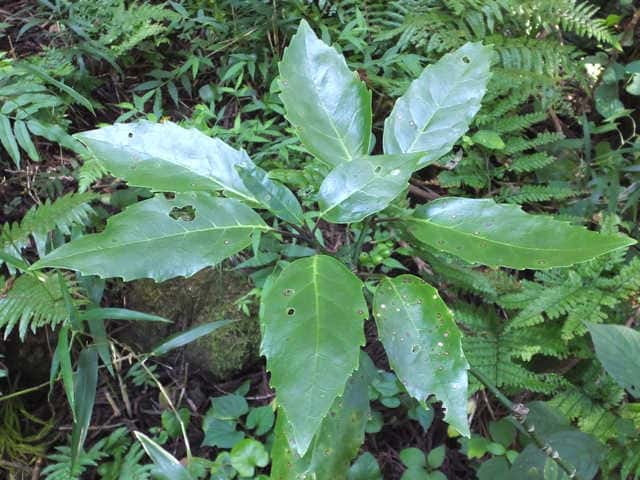 �i���S�N�A�I�L