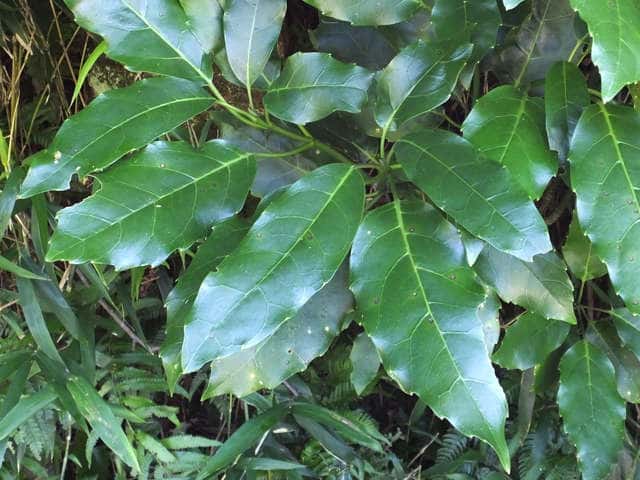 �i���S�N�A�I�L