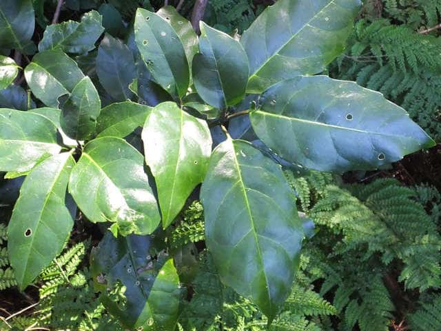 �i���S�N�A�I�L