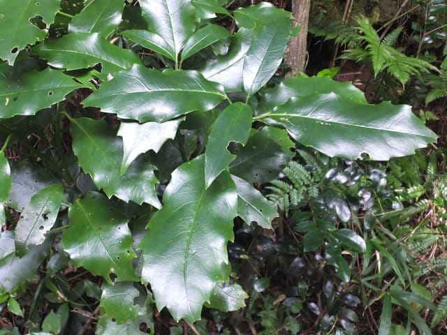 �i���S�N�A�I�L