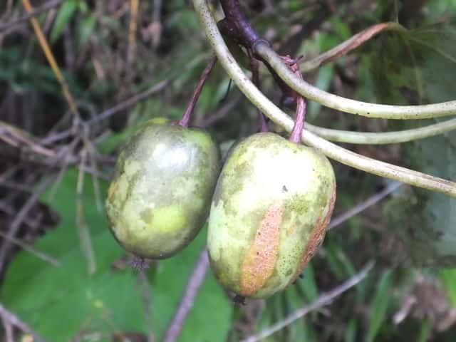 �E���W���}�^�^�r