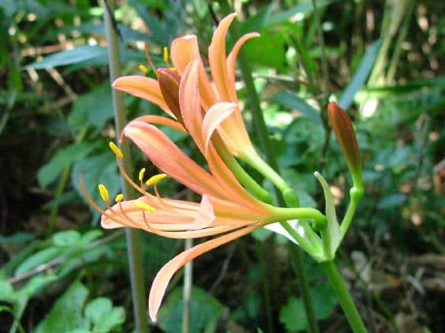 キツネノカミソリ