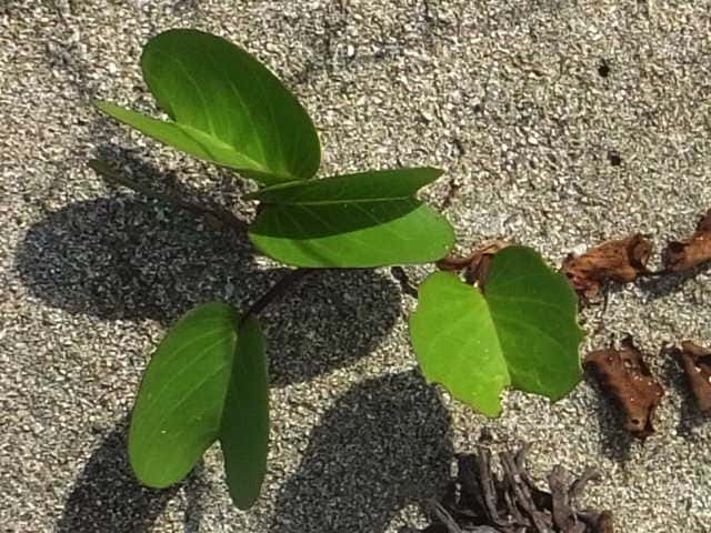 �O���o�C�q���K�I