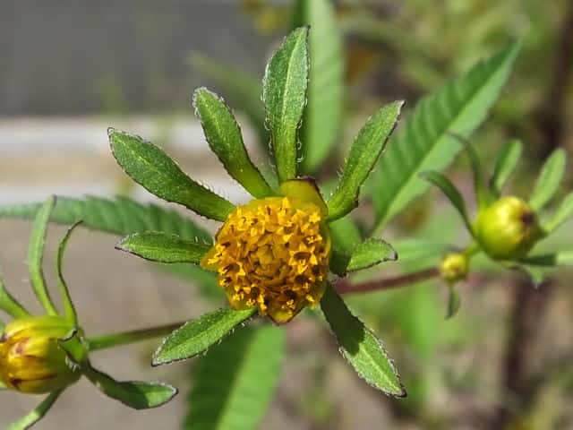 �A�����J�Z���_���O�T