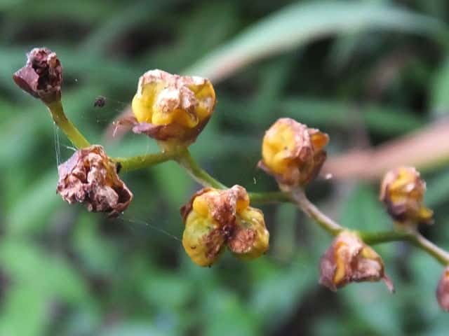 �q���q�I�E�M�Y�C�Z��