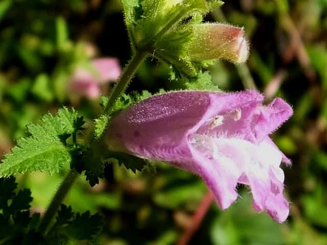 �R�V�I�K�}