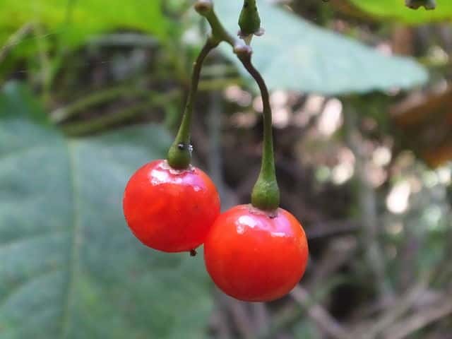 �}���o�m�z���V