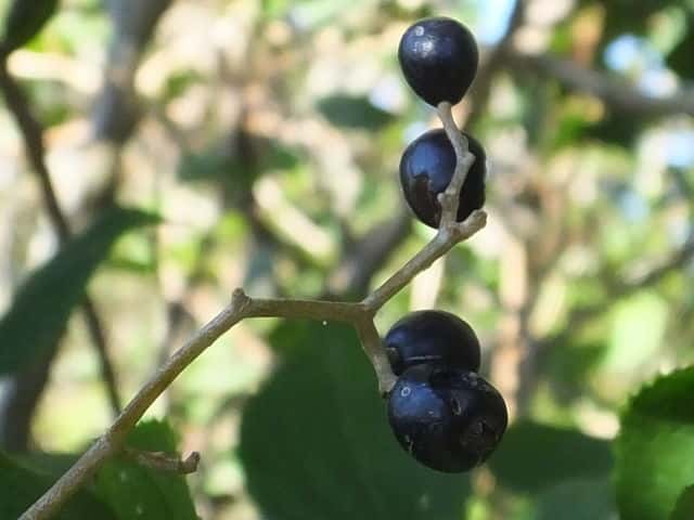 �^���i�T���t�^�M