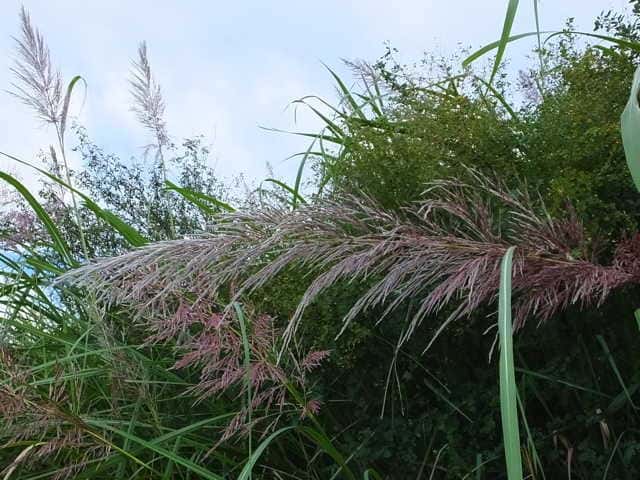 ���V�X�X�L