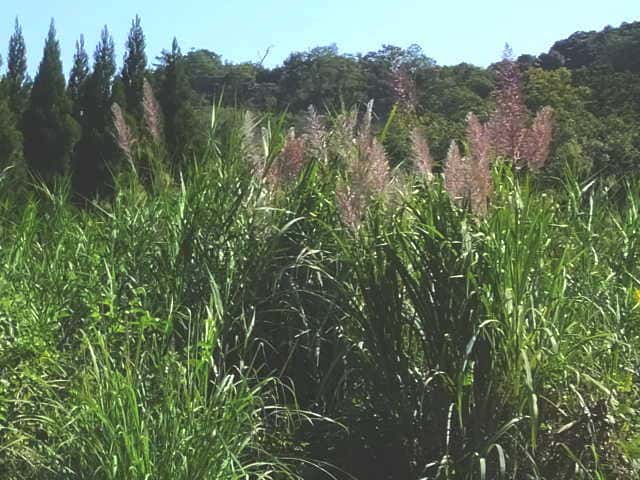 ���V�X�X�L