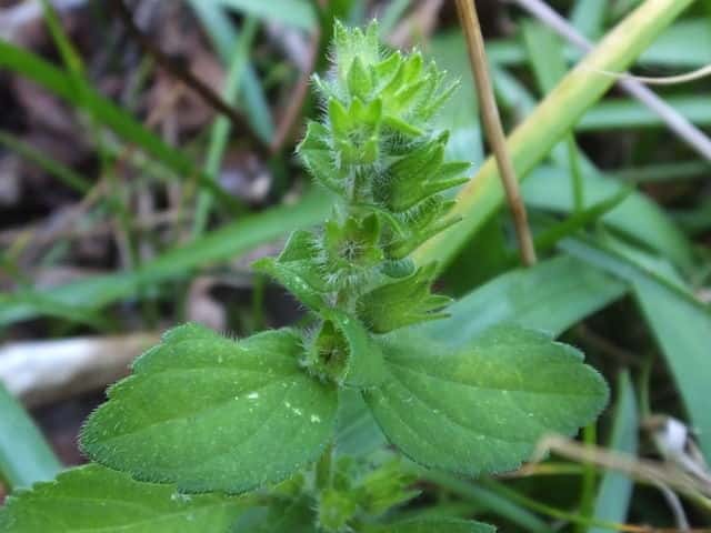 �V���o�i���}�W�\