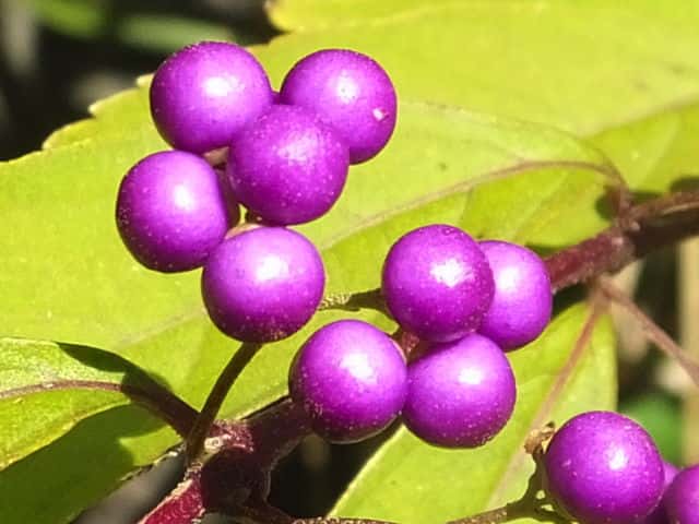 �R�����T�L