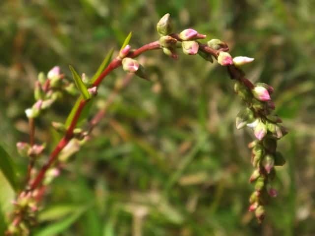 ���i�M�^�f