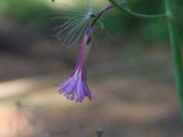 ムラサキニガナ