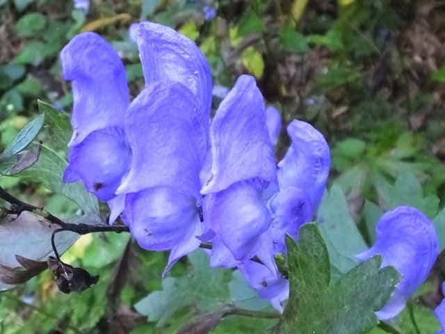 トリカブトの仲間