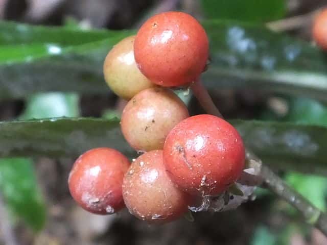 �J���^�`�o�i