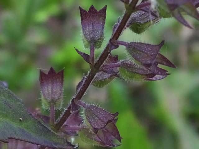 �C�k�R�E�W��