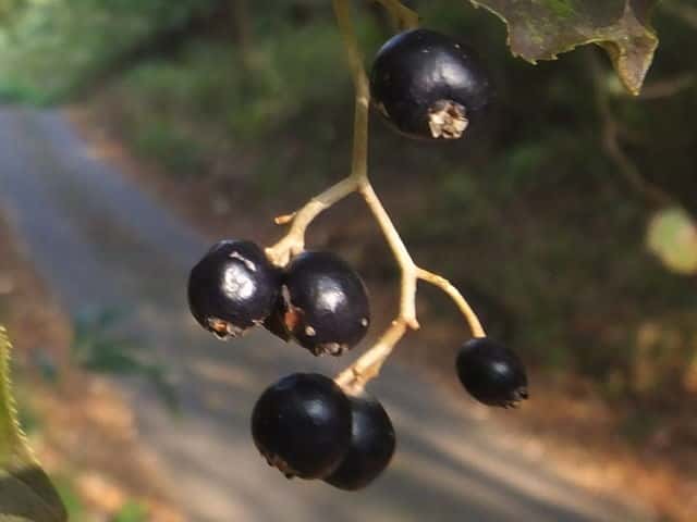 �^���i�T���t�^�M