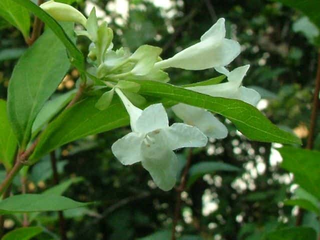 コツクバネウツギ