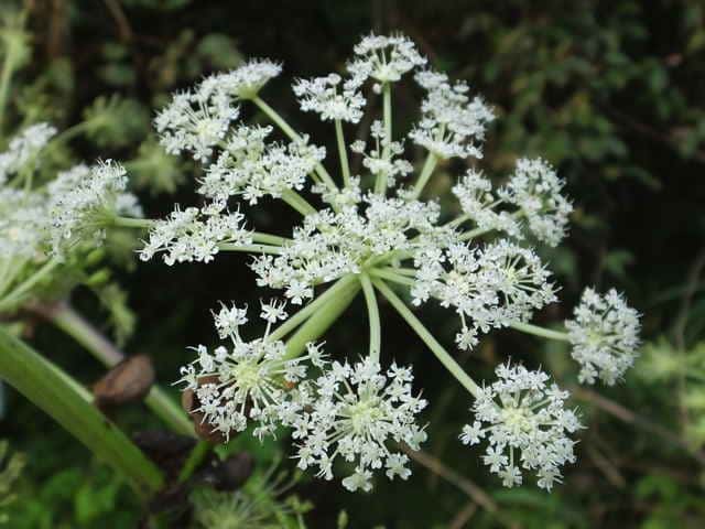 �T���C�������C�O�T