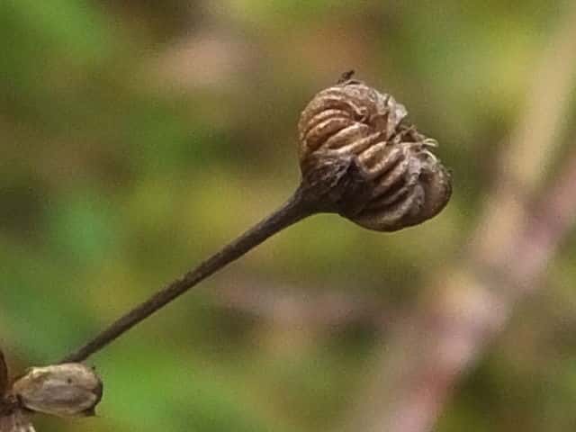 �w���I���_�J