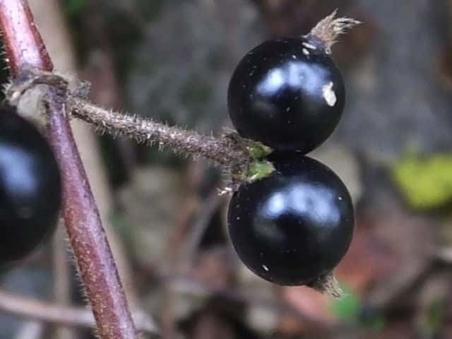 �X�C�J�Y��