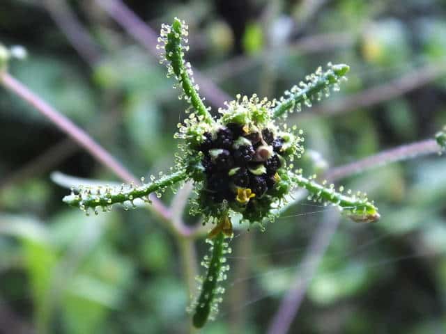 �R���i���~