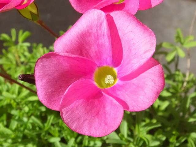 オキザリス・グラブラ