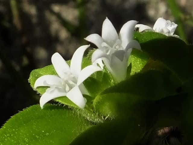 ブラジルハシカグサモドキ