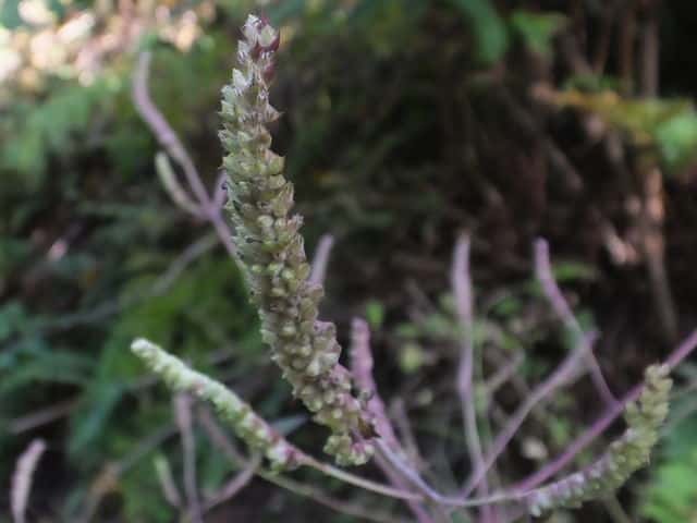 �i�M�i�^�R�E�W��