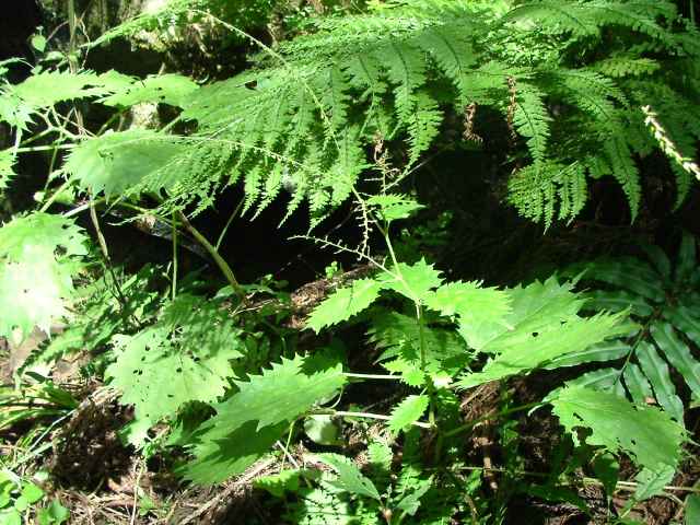 ミヤマイラクサ