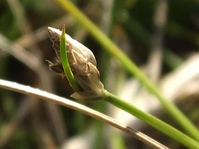 �I�I�n���C