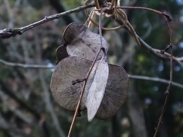 ���}�m�C��