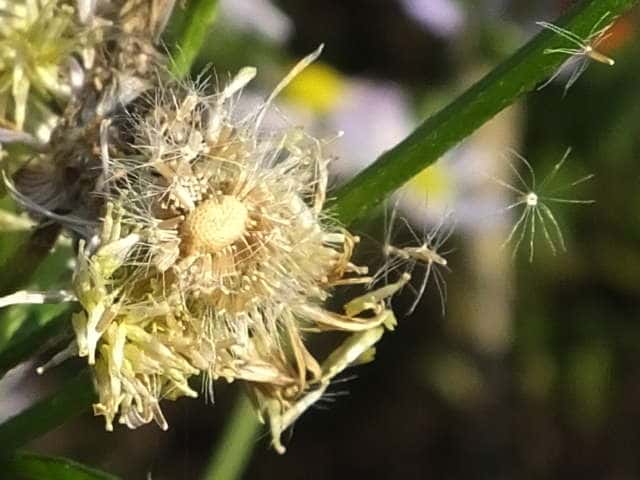 �q���W���I��