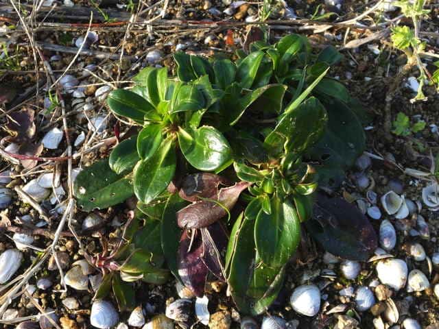 �n�}�i�f�V�R