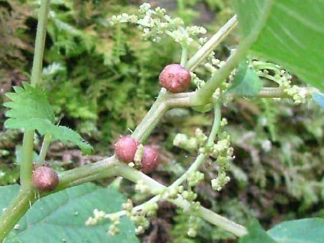 ムカゴイラクサ