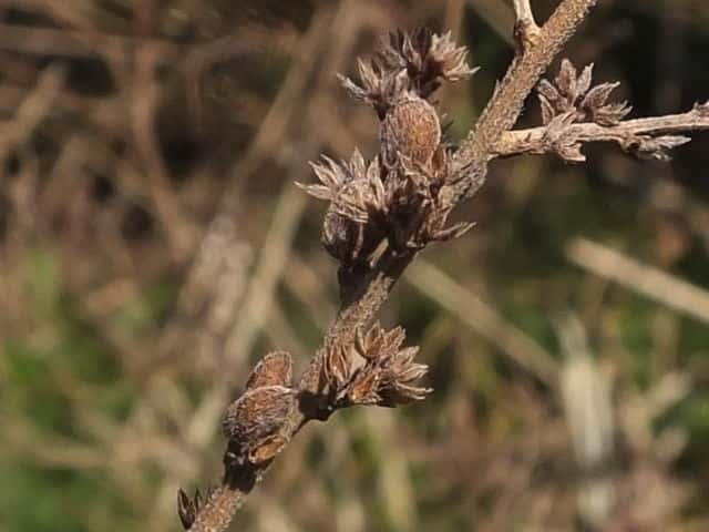 �A�J�o�i���h�n�M