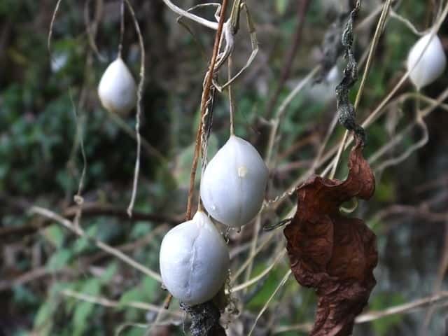 �X�Y���E��