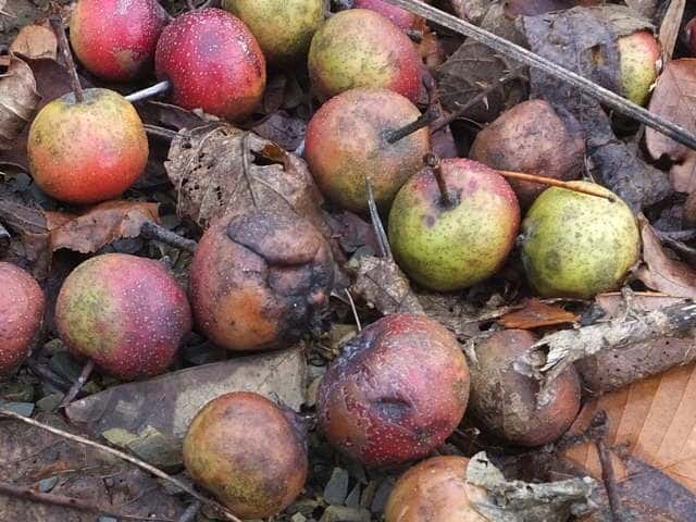 �I�I�E���W���m�L