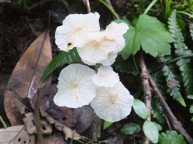 �V���z�E���C�^�P