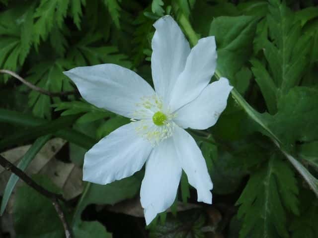 ヤエイチリンソウ