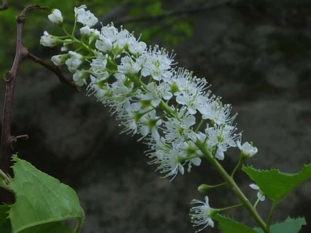 ウワミズザクラ