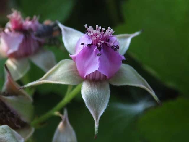 ナワシロイチゴ