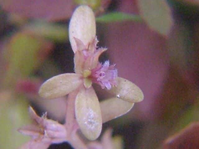 スズメノハコベ