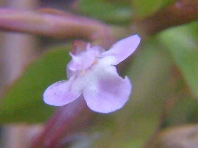 エダウチスズメノトウガラシ