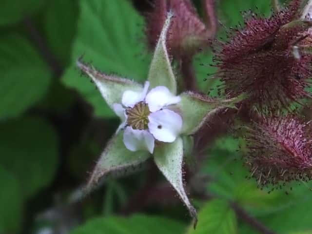 エビガライチゴ