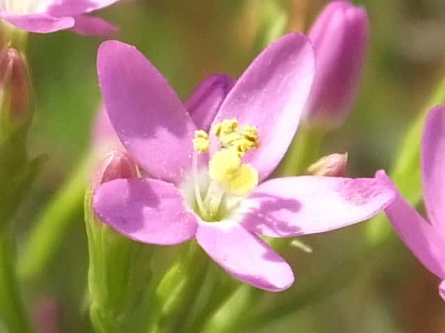 ハナハマセンブリ